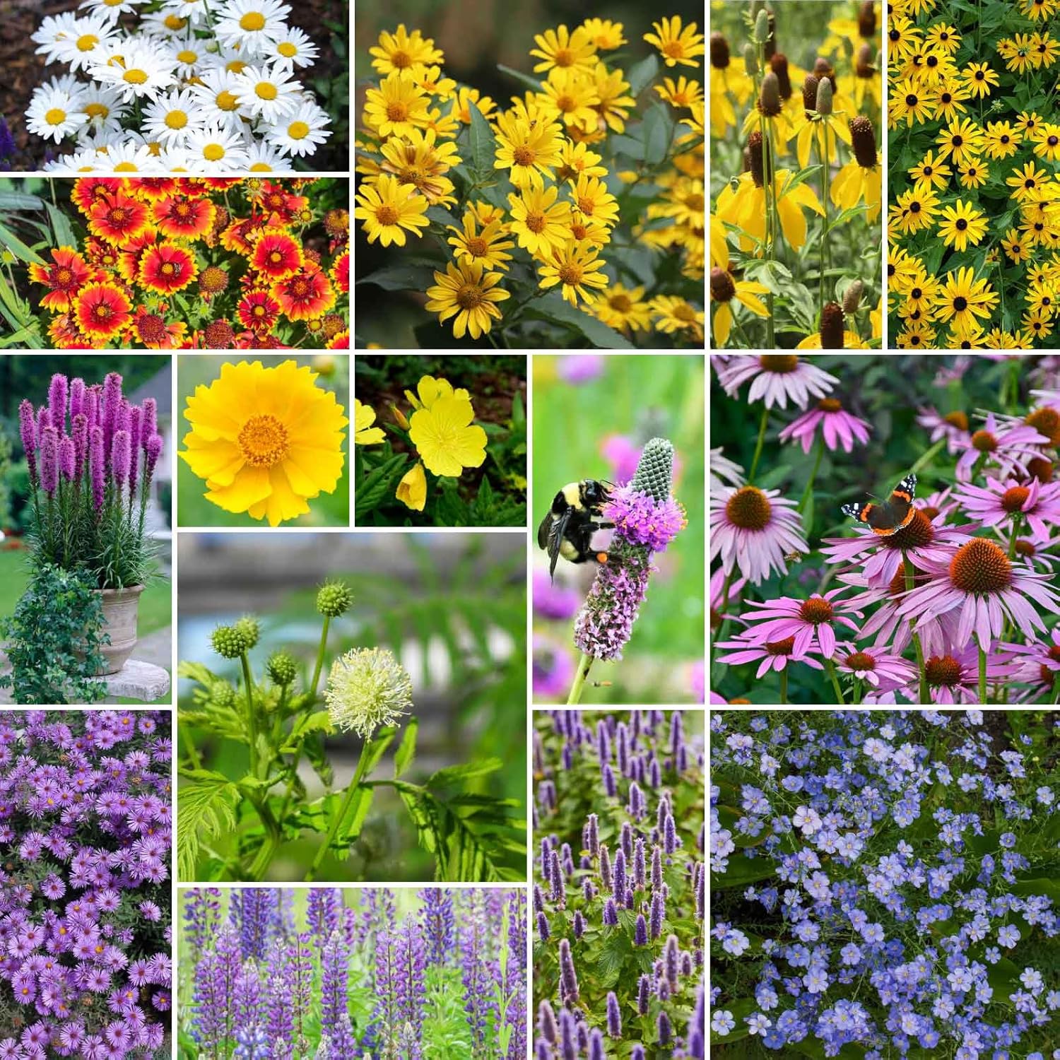 Midwest All Perennial Wildflower Mixed Seeds for Planting 1/4 lb
