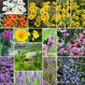 Midwest All Perennial Wildflower Seed Mix - 5 lb, Pollinator Friendly