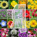 Mississippi Wildflower Mixed Seeds for Planting - 1 lb Variety