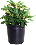 Rhododendron yak. Prince Evergreen Shrub - Compact Pink Blooms