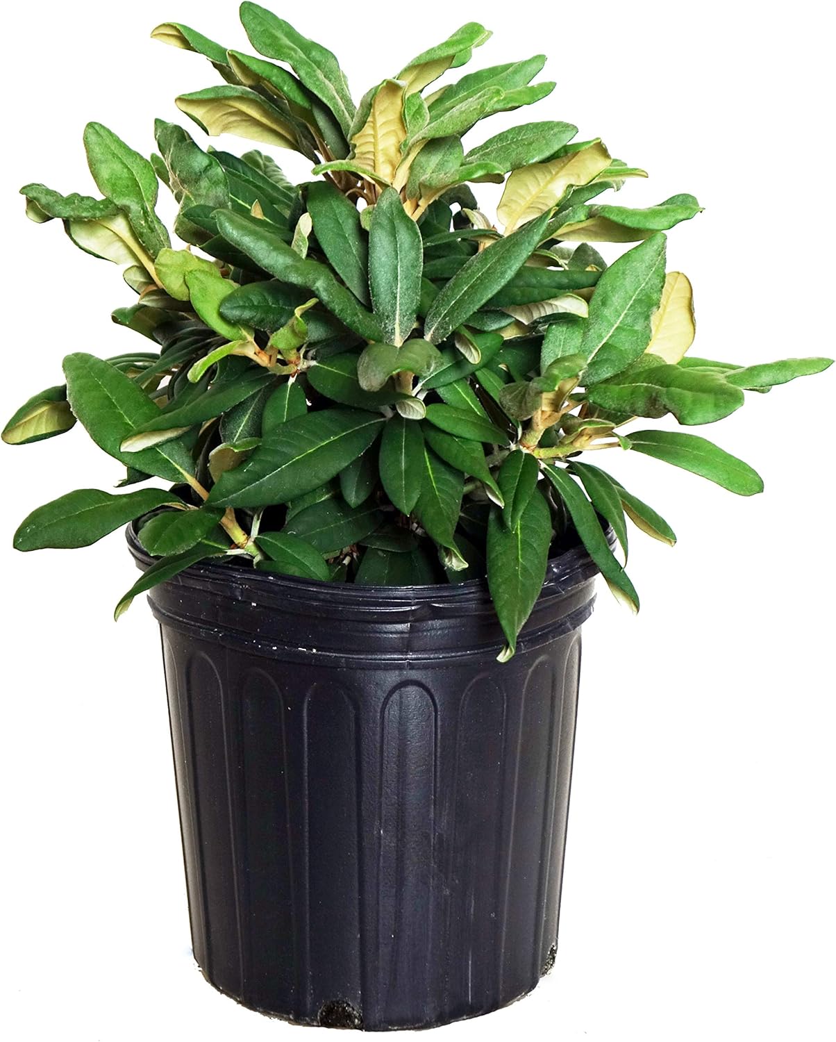 Rhododendron yak. 'Prince' - Vibrant Pink Flowers for Your Garden