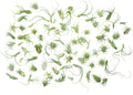 Tillandsia Air Plants Live Indoor Plants (75 Pack) - Bulk Favors & DIY
