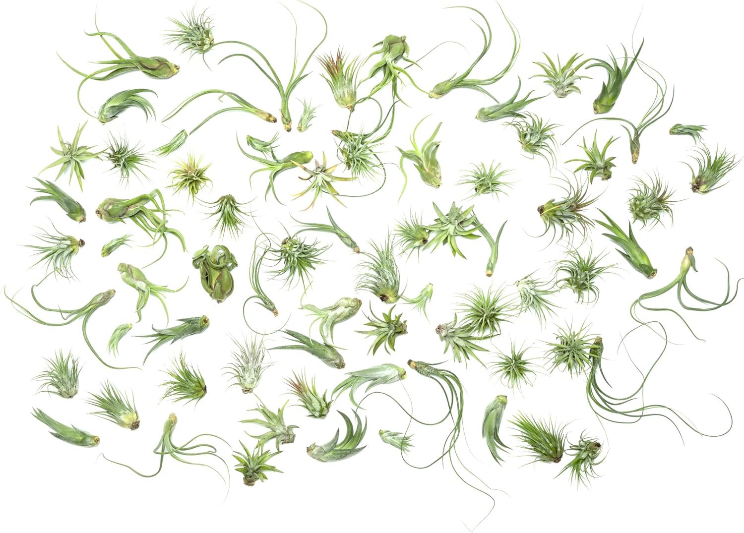 Tillandsia Air Plants Live Indoor Plants for Home Decor Lovers