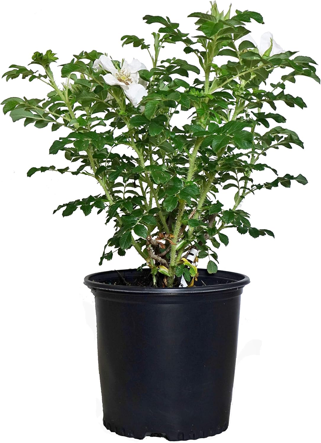 Rosa rugosa 'Alba' White Rugosa Rose with Stunning Blooms