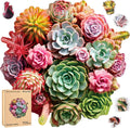 Wooden Puzzles for Adults 500 Piece - Colorful Succulent Challenge