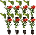 Maui Red Ixora 10-14in Live Plant - Bold Red Blooms