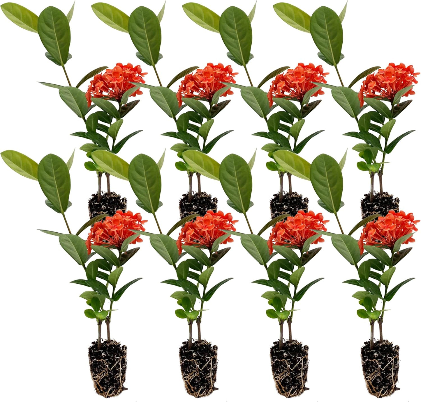 Maui Red Ixora 10-14in Live Plant for Indoor and Outdoor Use