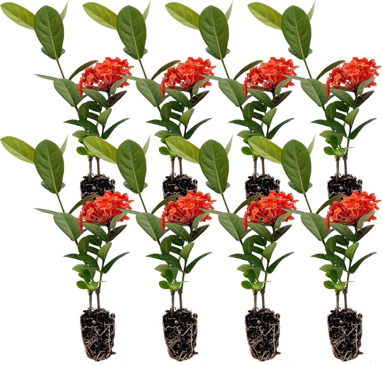 Maui Red Ixora 10-14in Live Plant for Indoor and Outdoor Use
