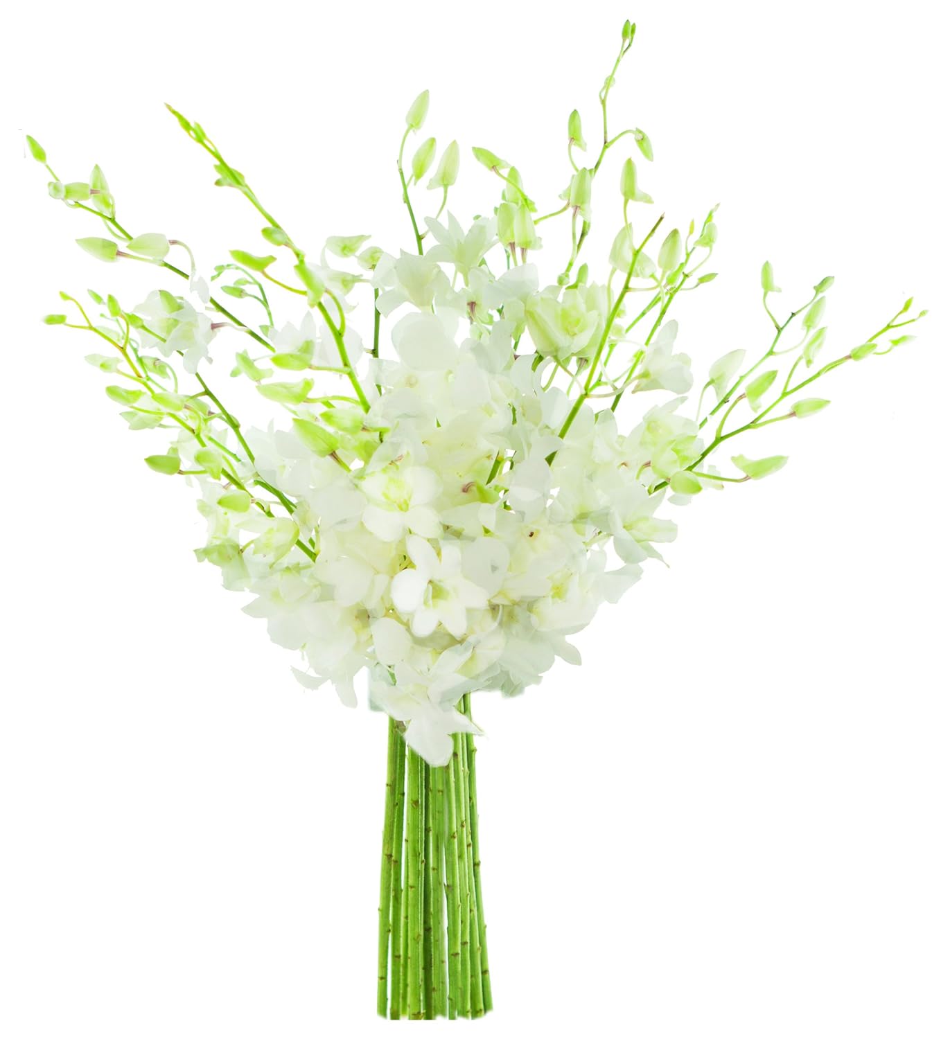 Exotic Perla White Orchid Bouquet of 20 Fresh Dendrobium Orchids