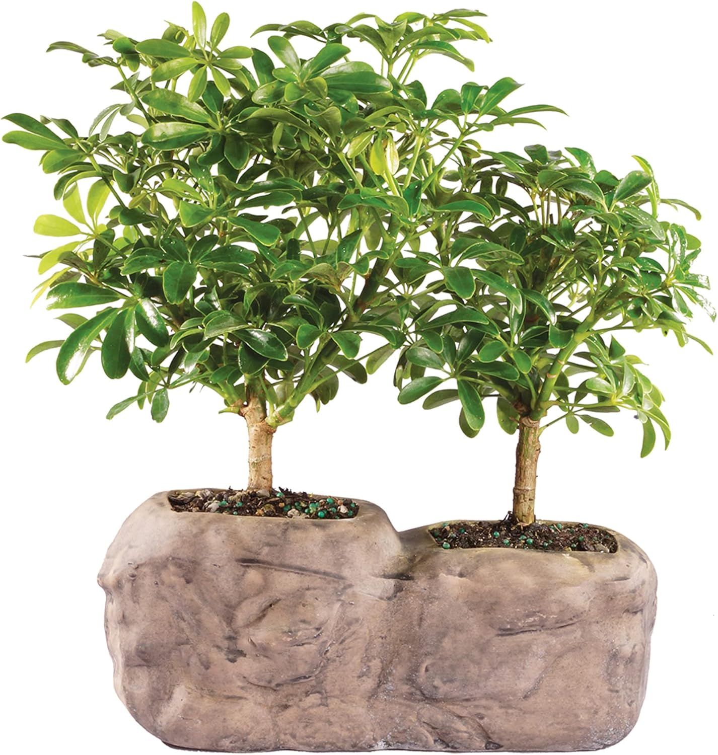 Brussel's Live Hawaiian Umbrella Indoor Bonsai Tree - 2 Pack