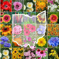 Ohio Wildflower Mixed Seeds for Planting - 5 lbs of Beauty
