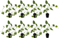 Blue Passion 6-10in Live Plant for Indoor Outdoor Use & Garden