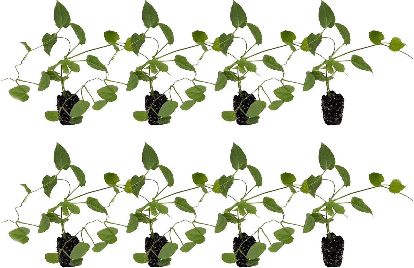 Blue Passion 6-10in Live Plant for Indoor Outdoor Use & Garden