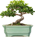 Bonsai Tree Pot 11.6 in Ceramic Rectangular Planter - Blue Glaze