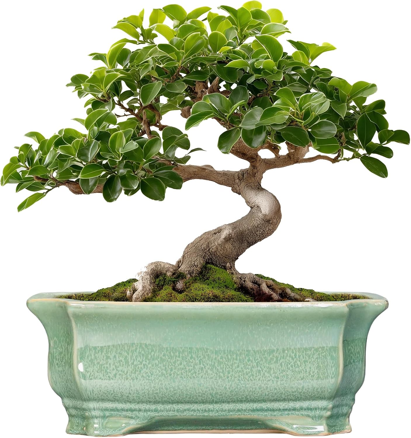 Bonsai Tree Pot 11.6 Inch - Durable Ceramic Planter for Home