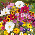 Country Garden Flower Mixed Seeds 1 lb - Pollinator Mix