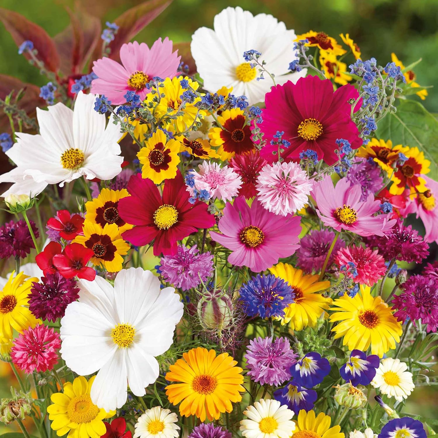 Eden Brothers Country Garden Flower Mixed Seeds for Planting