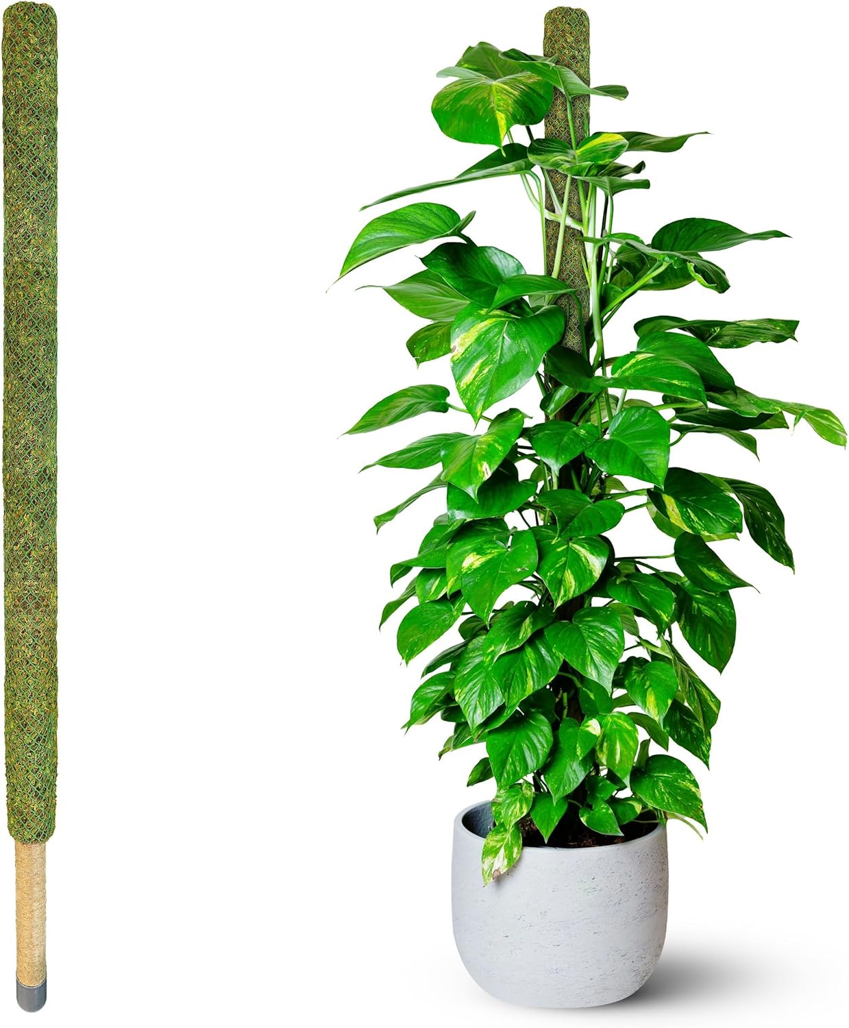 DUSPRO 59 Large Green Mesh Moss Pole for Monstera Plant Support
