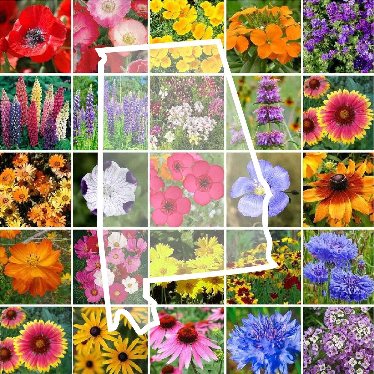 Alabama Wildflower Mixed Seeds for Planting - 1 lb of Beauty
