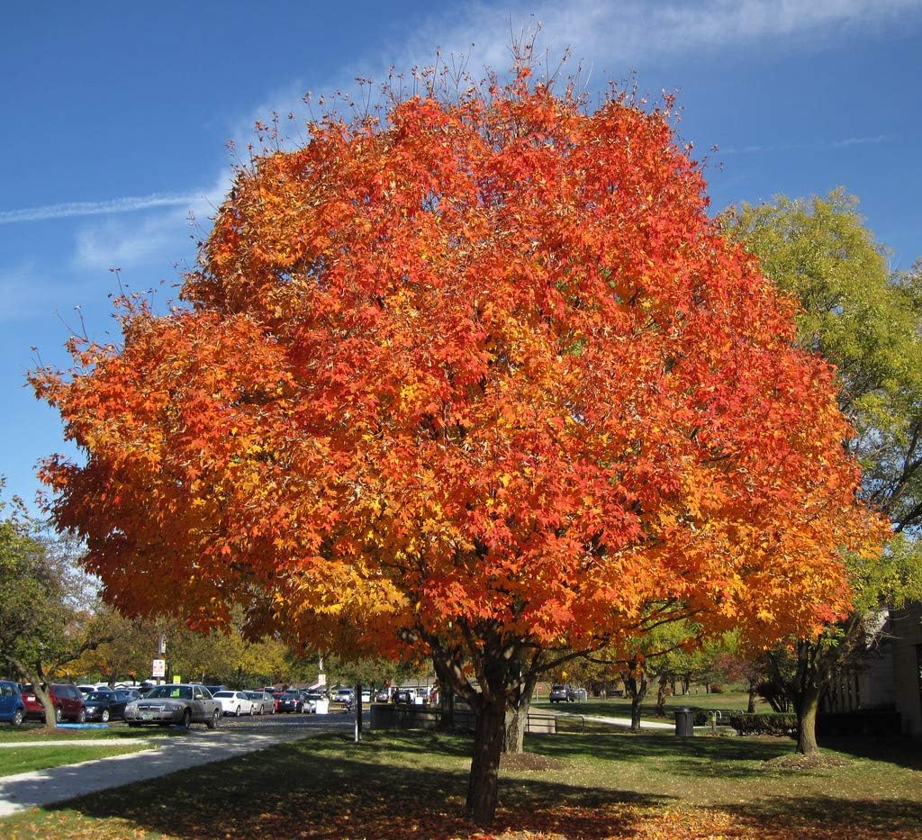 Sugar Maple Shade Tree - Live Plant for Your Garden Needs