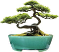 Glazed Oval Green Bonsai Planter Pot with Humidity Tray - Classic Ice