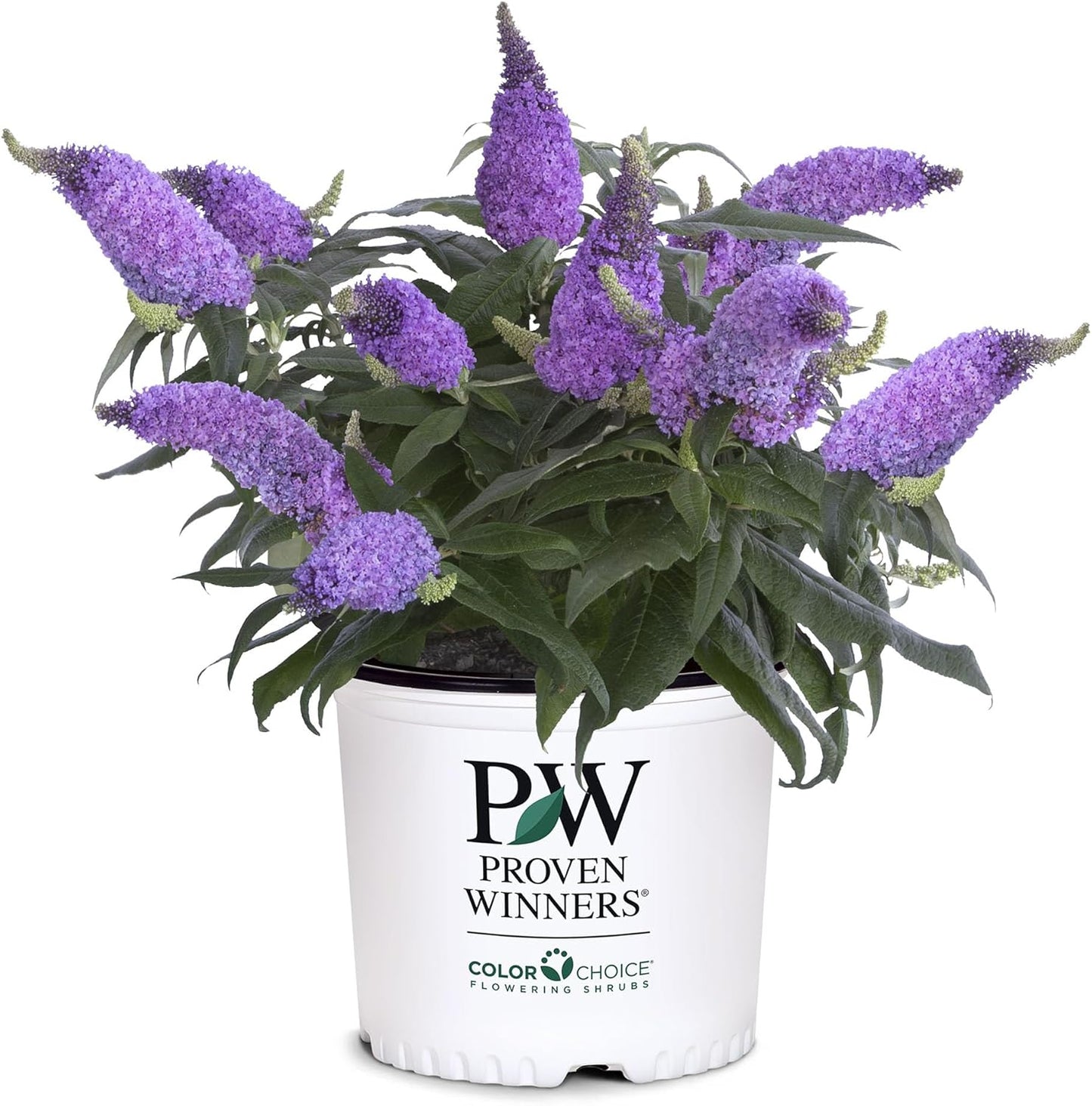 2 Gal. Pugster Amethyst Buddleia Shrub for Vibrant Gardens