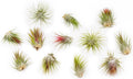 50 Pack Large Air Plants Tillandsia Ionantha Guatemala - Live 50-Pack