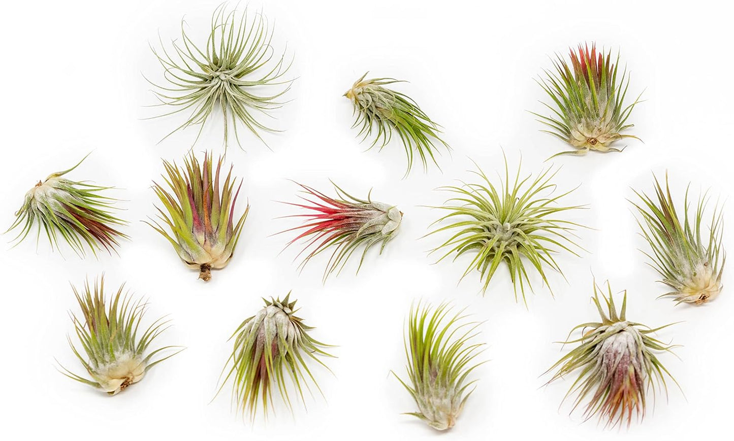 50 Pack Large Air Plants Tillandsia Ionantha for Home Decor