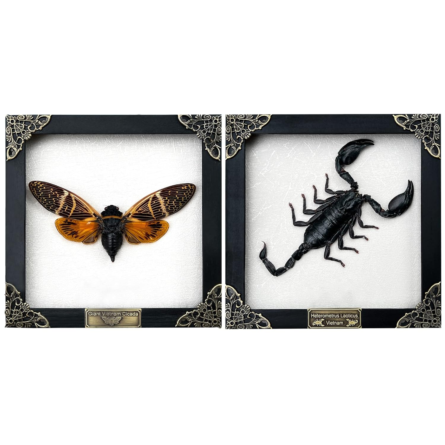 Real Framed Scorpion Cicada Beetle Shadow Box Wall Art Decor