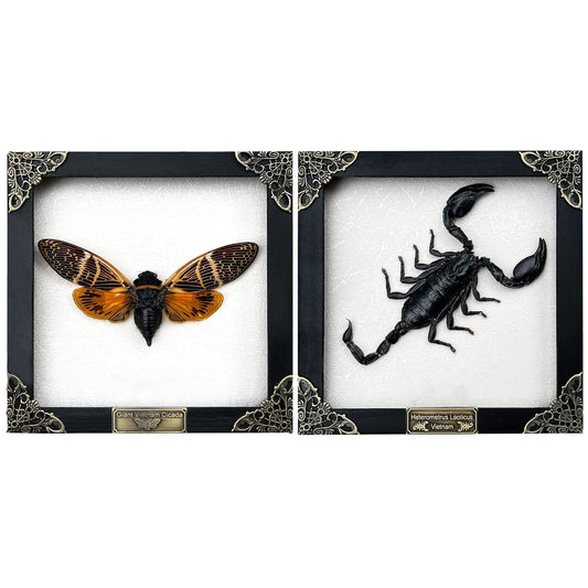 Real Framed Scorpion Cicada Beetle Shadow Box Wall Art Decor