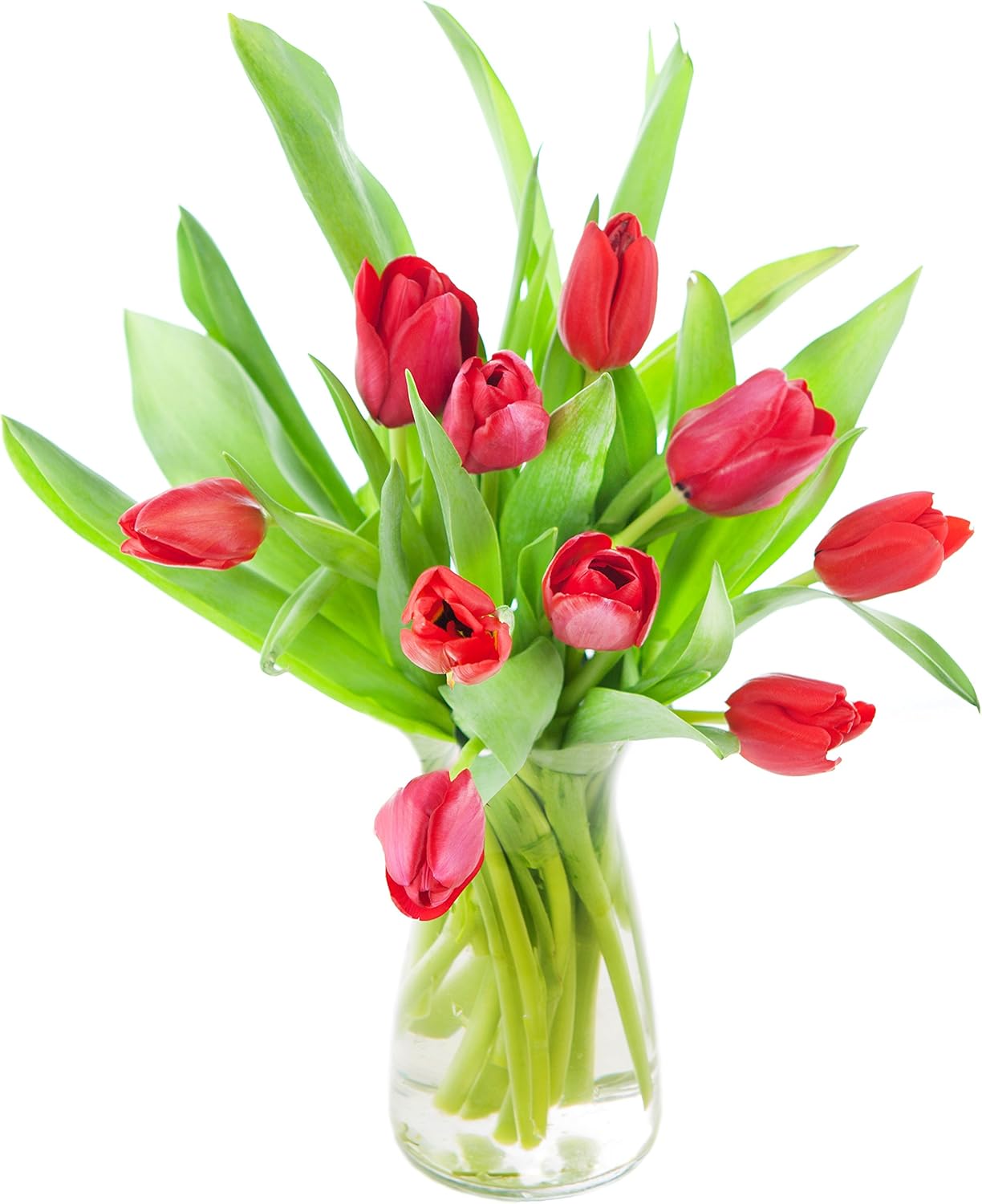 Fresh Red Tulips Bouquet with Vase for Every Occasion