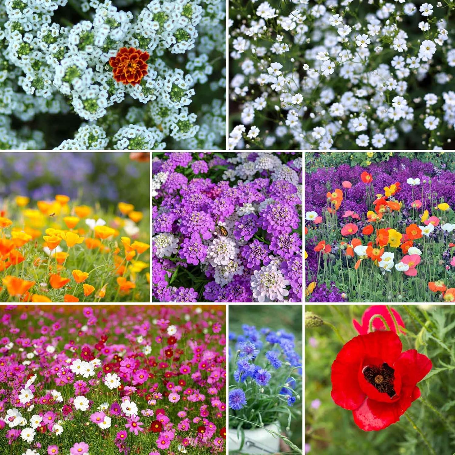 Rugged Beauty Flower Mixed Seeds for Planting, 1 lb, 480,000+ Seeds