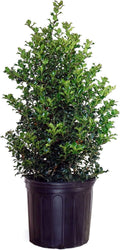 Ilex X rutzan 'Red Beauty' Holly Evergreen for Your Garden