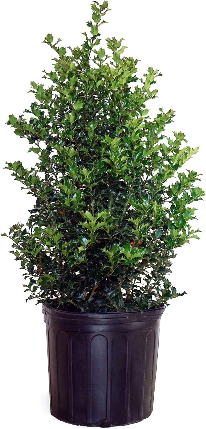Ilex X rutzan 'Red Beauty' Holly Evergreen for Your Garden