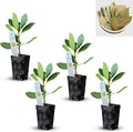 Mediterranean Bay Leaf Plant - Fresh Edible Bay Laurel Variety