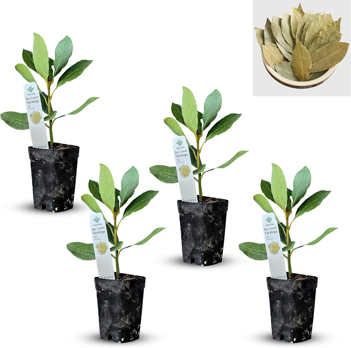 Mediterranean Bay Leaf Plant - Fresh Edible Bay Laurel Variety