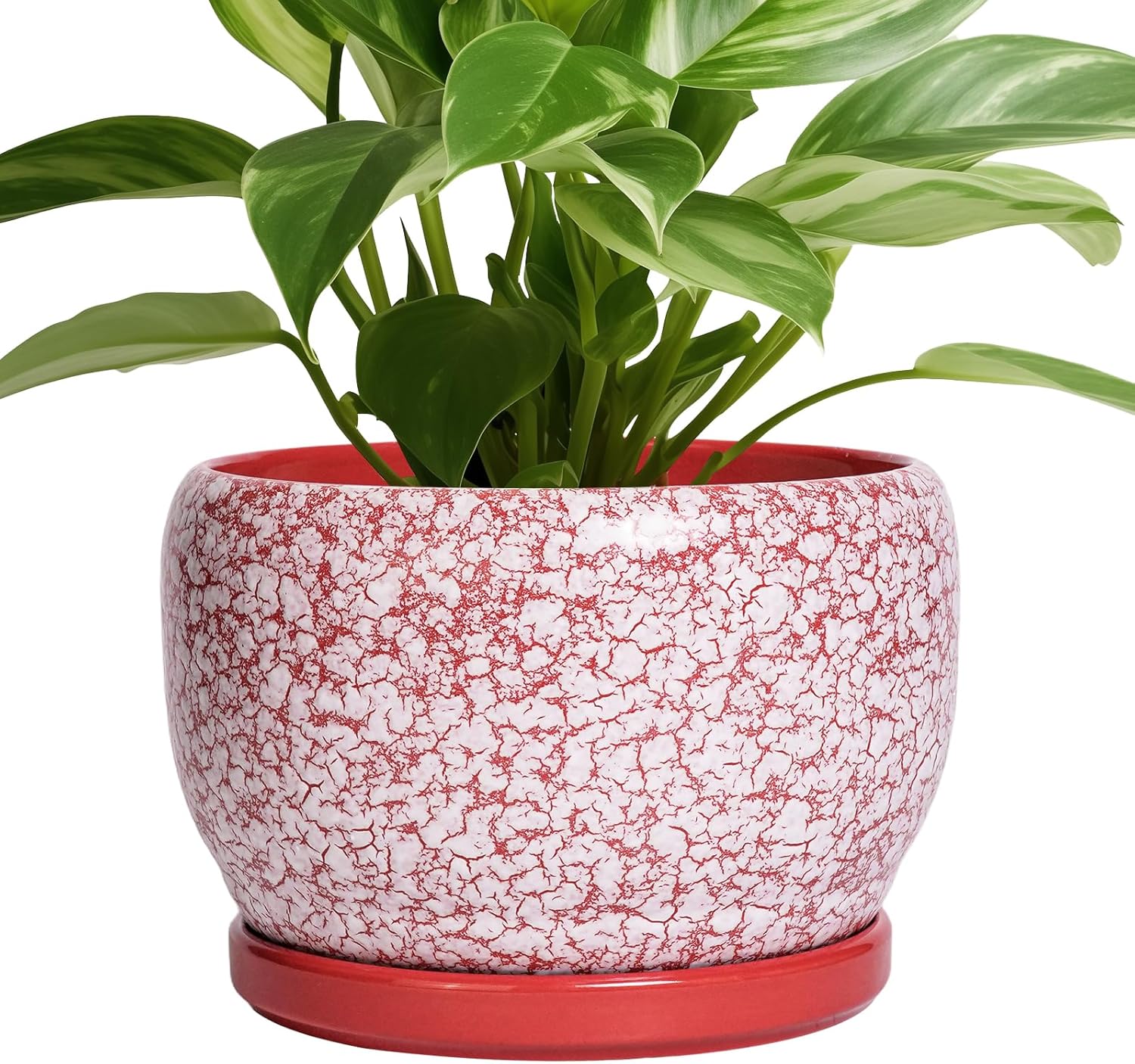 SQOWL Ceramic Pots for Plants - 8 Inch Indoor Planter with Tray