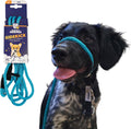 Turquoise Sidekick Headcollar with Leash Mini 1/4in - Gentle No-Pull