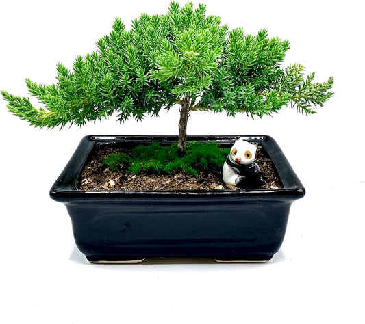 Live Dwarf Juniper Bonsai Tree with Cute Ceramic Panda Gift