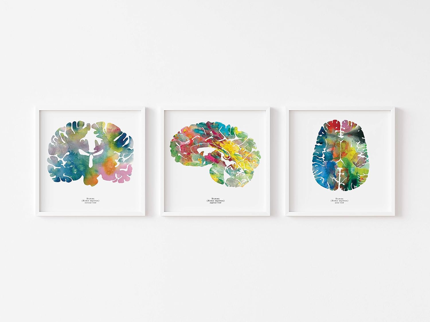 Neuroscience Art Trio - Calming Grad Gift - 8.5x8.5