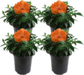 Hibiscus Outdoor Plant 1 QT Grower Pot - Bright Patio Blooms