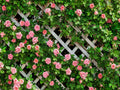 10x8ft Flowers Backdrop for Photography - Lifelike Spring Floral