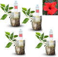 Vibrant Red Hibiscus rosa-sinensis Live Plant for Your Garden