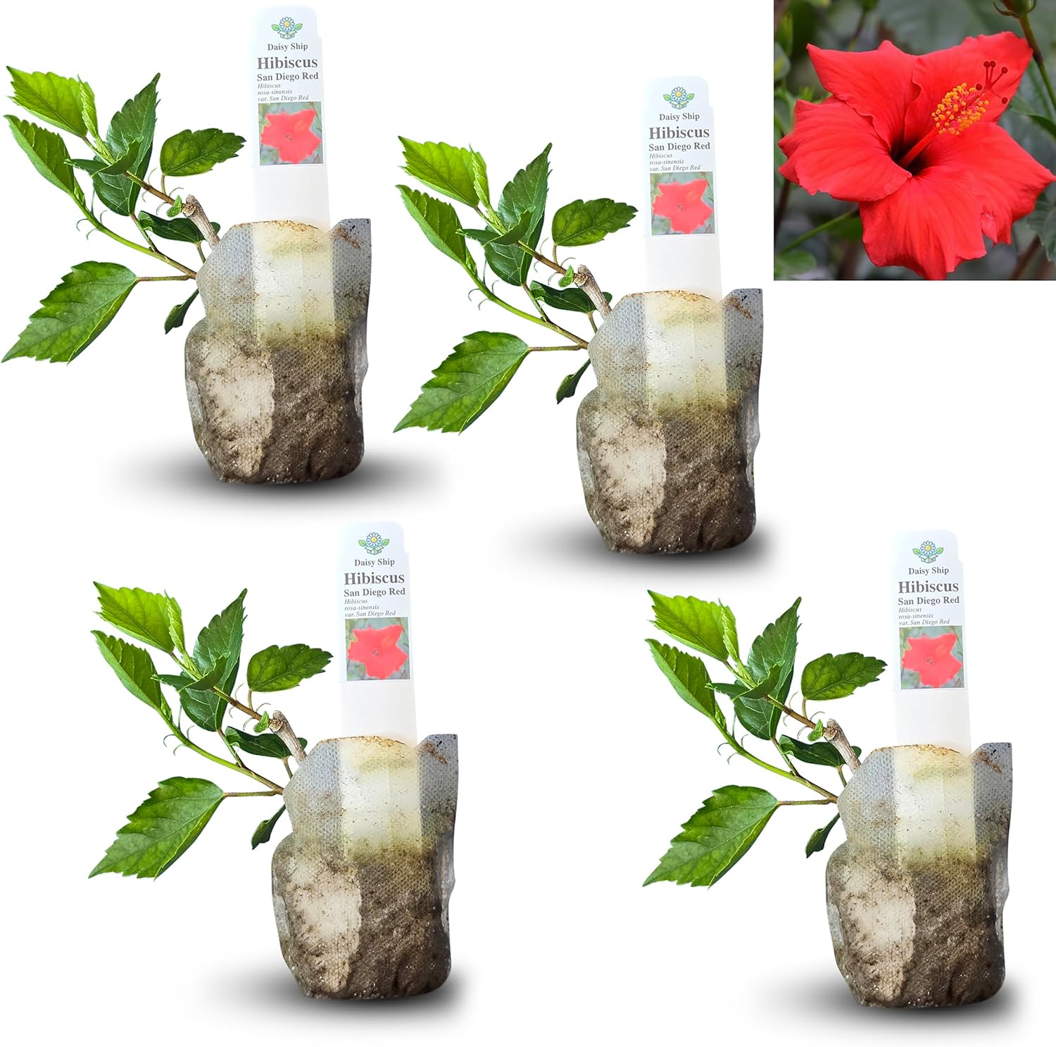 Vibrant Red Hibiscus rosa-sinensis Live Plant for Your Garden