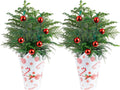 Costa Farms Live Christmas Tree Pack of 2 - Norfolk Island Pines
