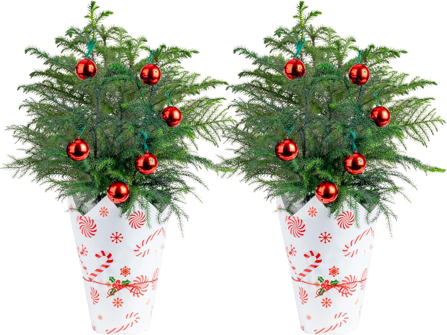 Live Christmas Tree Norfolk Island Pine Pack of 2 for Holidays