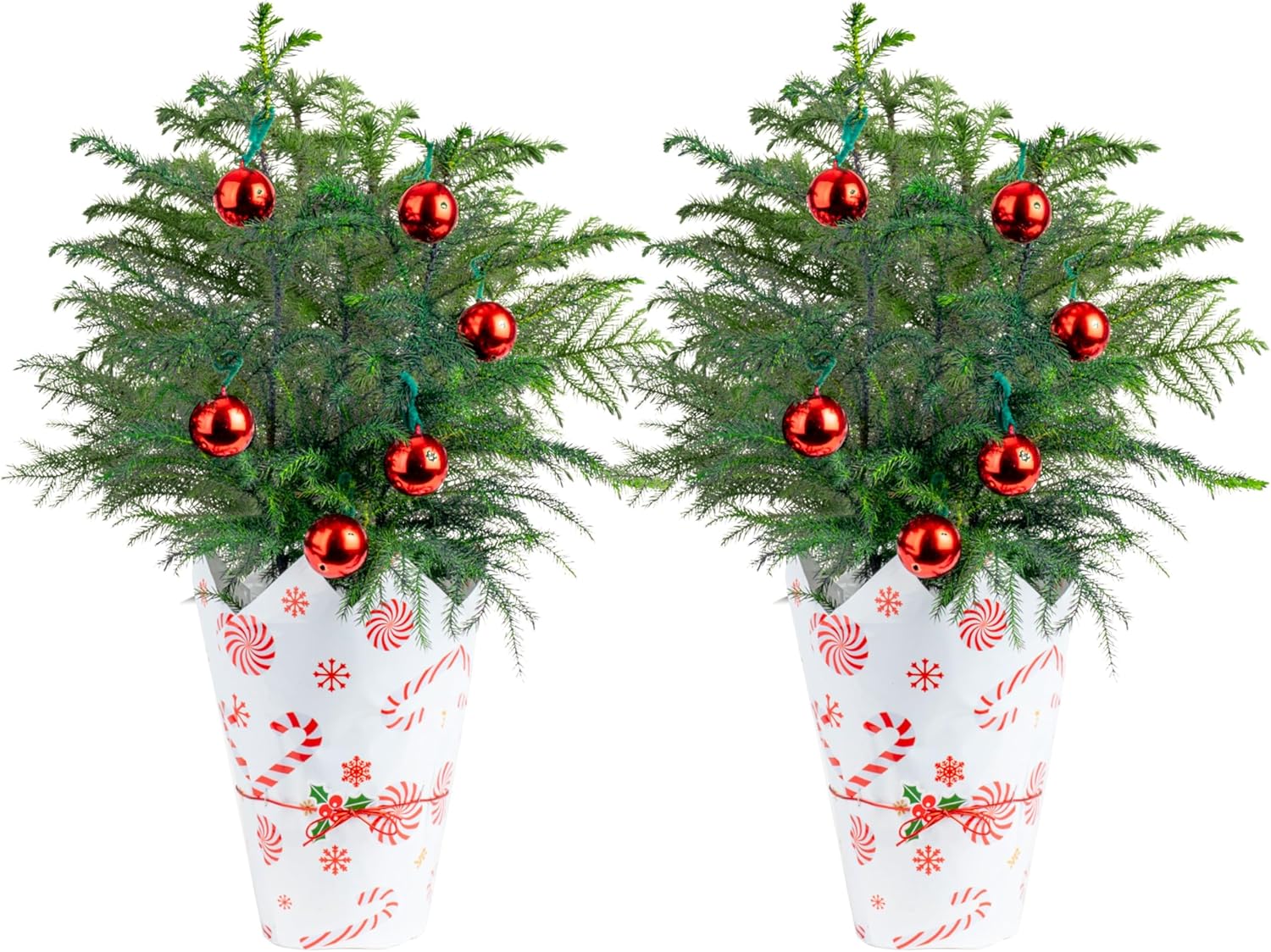 Live Christmas Tree Norfolk Island Pine Pack of 2 for Holidays
