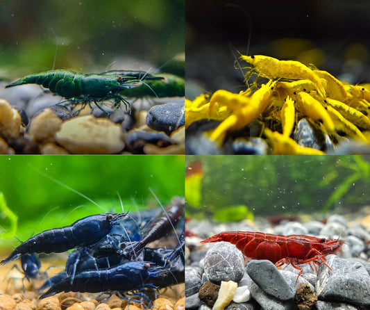 Mix Neocaridina Shrimps for Freshwater Aquarium - 20 Pack
