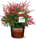 Obsession Nandina Shrub 2 Gal. - Bright Red Evergreen Accent