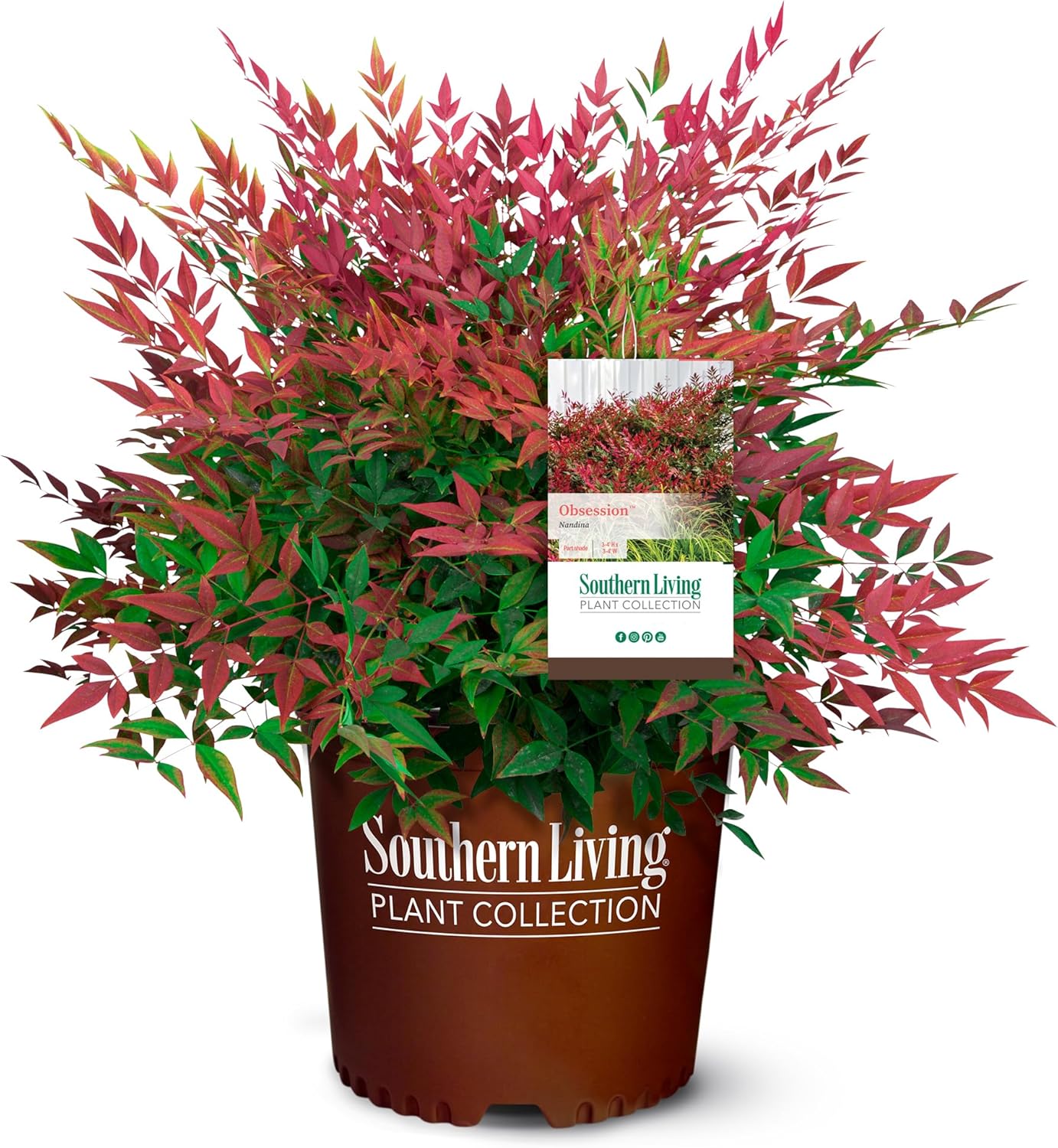 2 Gal. Obsession Nandina Shrub - Stunning Year-Round Foliage